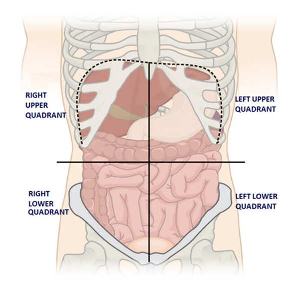 4 four Quadrants of Abdomen