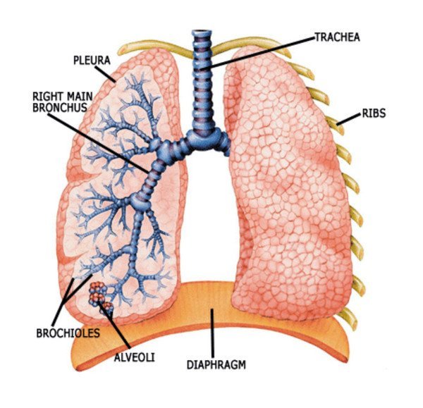 The airway division inside the lungs. Trachea, bronchus, bronchioles, and alveoli can be seen PICTURE image