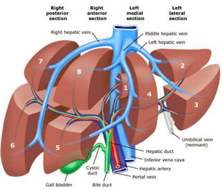 Liver Pain Where is the liver location (Anatomy), Function, Enlarged