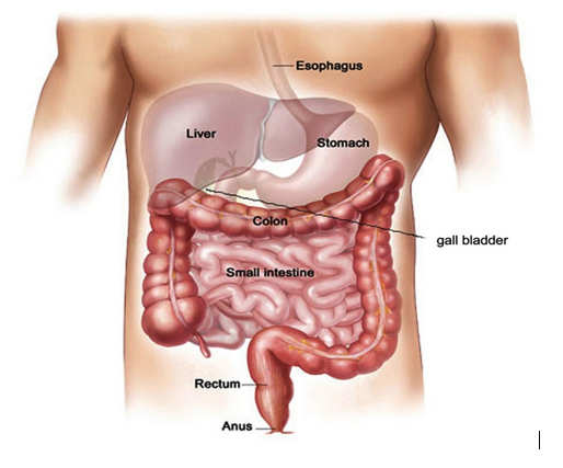 liver location anatomy