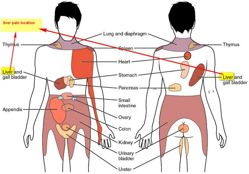 liver pain location