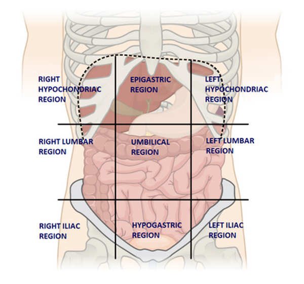 nine 9 Regions of Abdomen