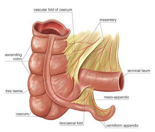 A closer look at vermiform appendix pictures anatomy 