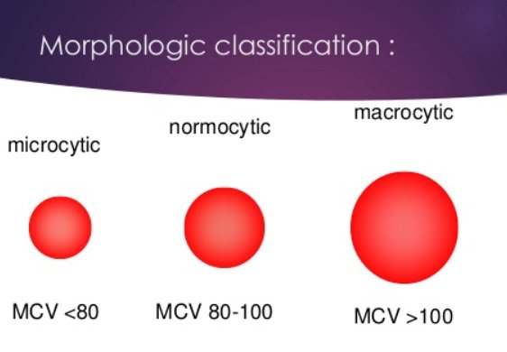 Difference between microcytic, normocytic and macrocytic RBCs