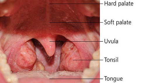 Image showing different structures in the mouth pictures