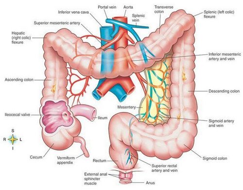 Vermiform Appendix arising from the caecum - anatomy picture photo