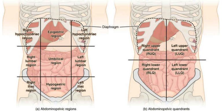 Abdominal Pain (Right, Left, Upper, Lower, Diffuse, Sharp, Severe