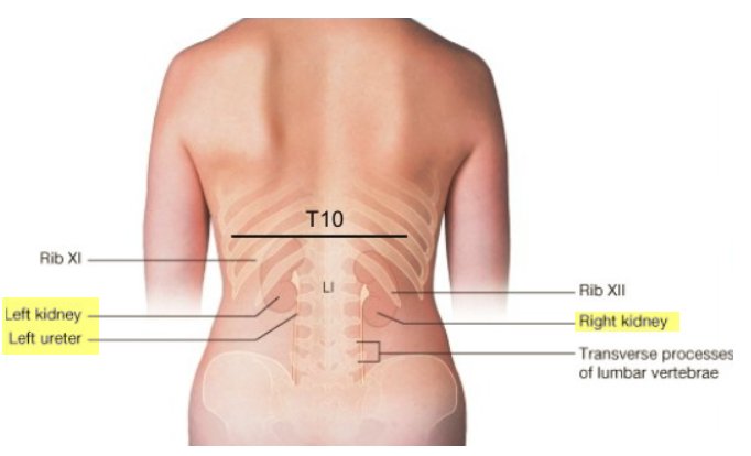 kidney anatomy location surface anatomy picture image