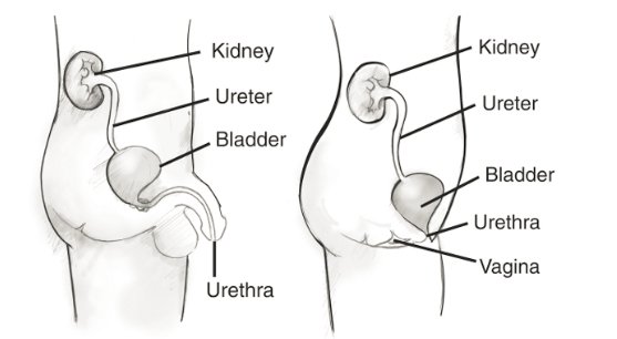 kidney urinary system ureters anatomy location