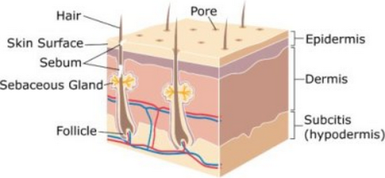 Layers of skin- Hypodermis (Sub-cutaneuos layer), dermis and epidermis can be noted in this picture