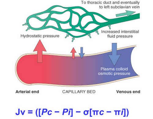 The picture shows normal hemodynamics at work in the blood vessels