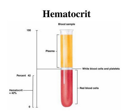 An image showing the Hematocrit assessment. The bottom part showing RBCs forms the hematocrit image photo picture