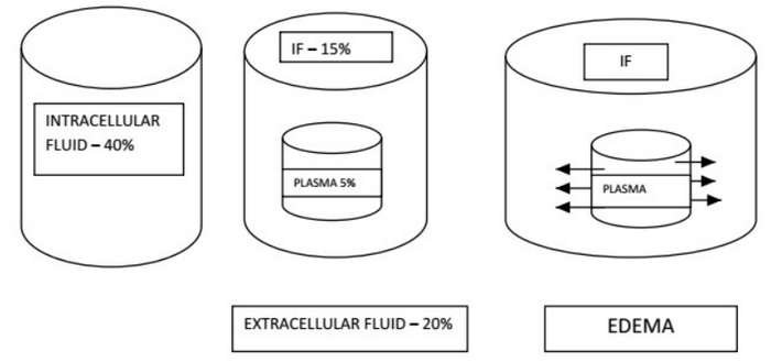 An image depicting the distribution of fluid in various compartments of the body