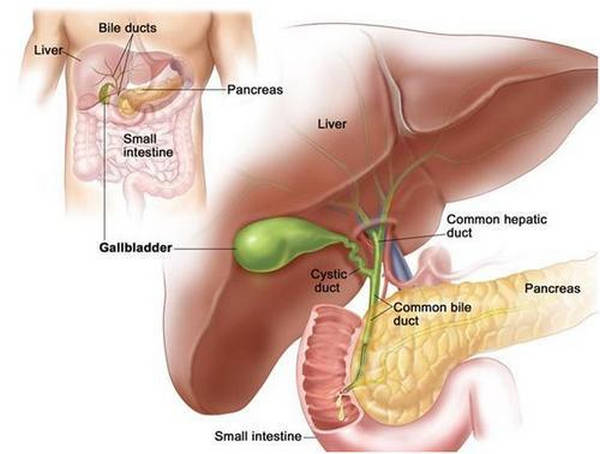 Position of gallbladder under the liver image picture pic