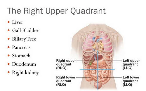 Right upper quadrant of the abdomen showing gallbladder in position image photo picture