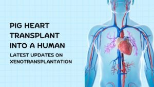 Pig Heart Transplant into a Human: Latest Updates on Xenotransplantation