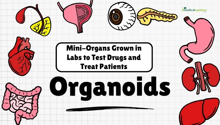Organoids- Mini-Organs Grown in Labs to Test Drugs and Treat Patients