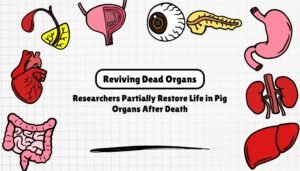 Reviving Dead Organs: Researchers Partially Restore Life in Pig Organs After Death